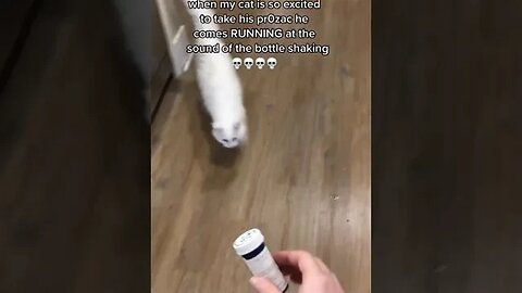 Wish I Were Kidding tiktok mushyandmaya