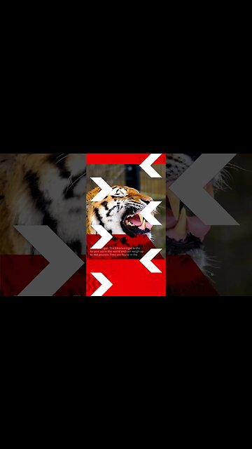 Top 5 Apex Predators #animals #hunters #apex #Predators #shorts