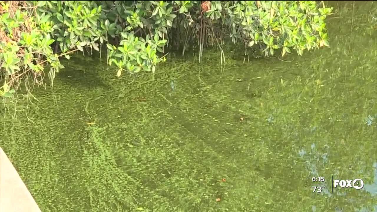 Blue-green algae bloom alert for Orange River - Manatee Park