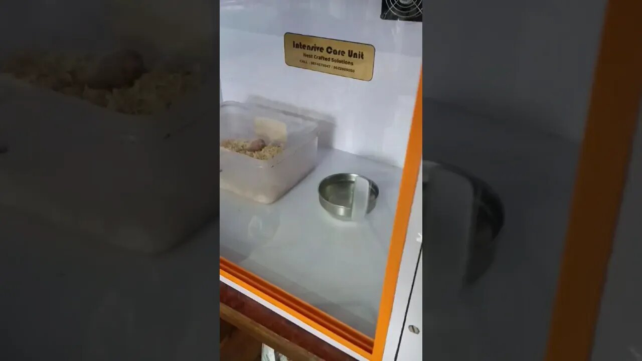 Sun Conures Baby in Our Brooder l Customer's Video l #shorts