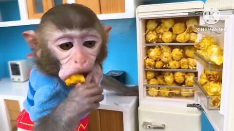 monkey baby | Animal HT | #animal #babymonkey #baby #youtube