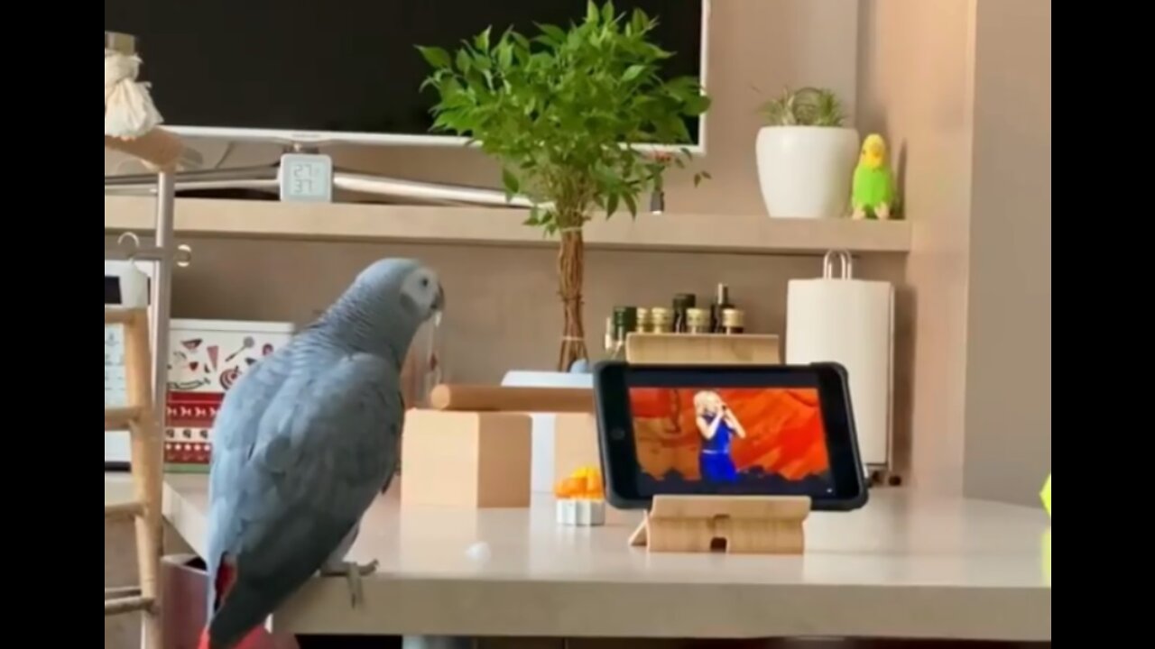 Singing parrot, seen enough videos