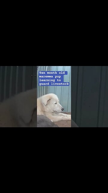 Maremma livestock guardian pup