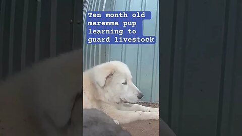 Maremma livestock guardian pup
