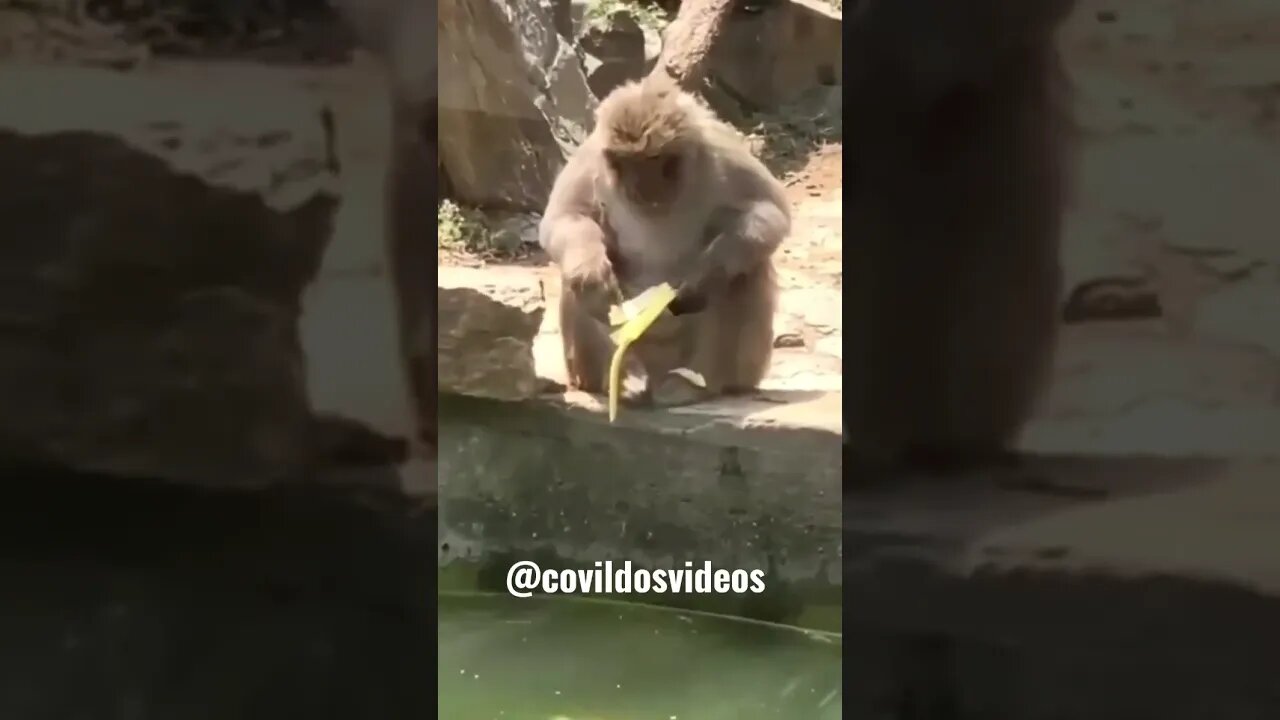 Macaco azarado 🤣🤣