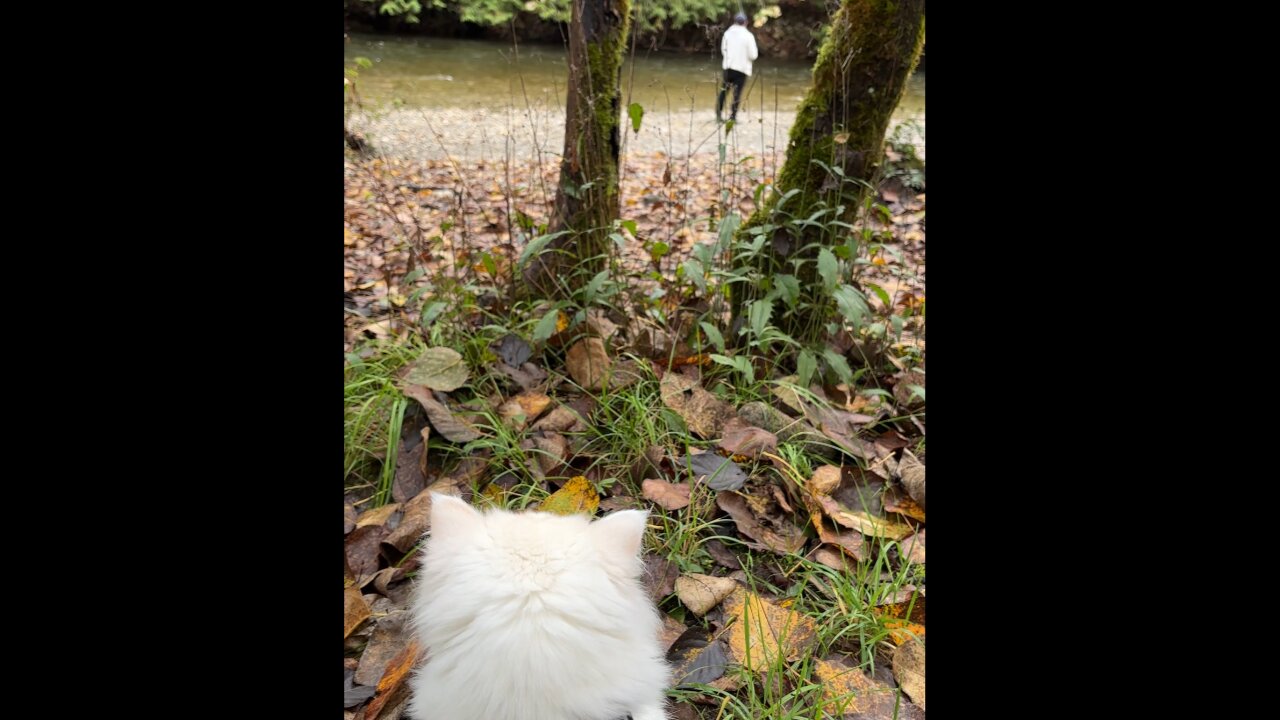 Cat Stalks Fisherman