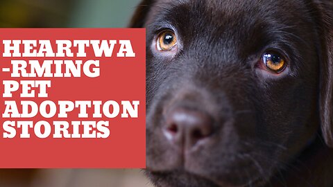 Heartwarming Pet Adoption Stories