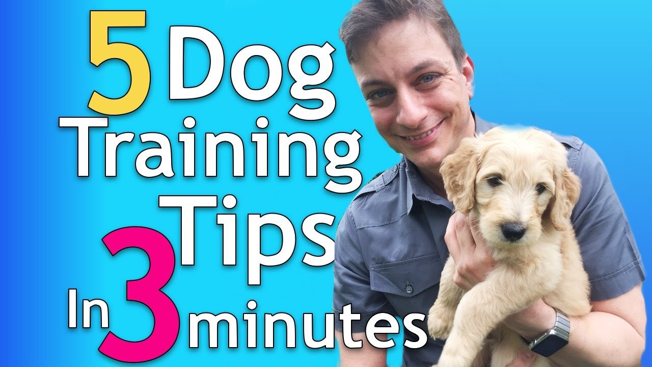 dog training videos for puppies | how to teach your dog tricks