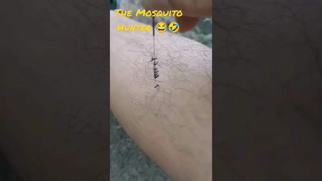 The Mosquito Hunter 😂