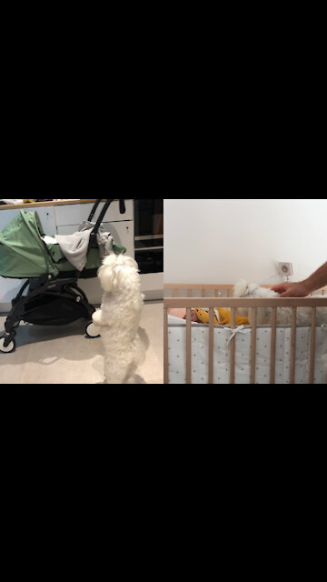 Maltese dogs meeting their baby sister for the firs time.