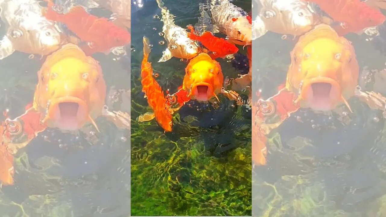 Koi fish feeding frenzy #shorts