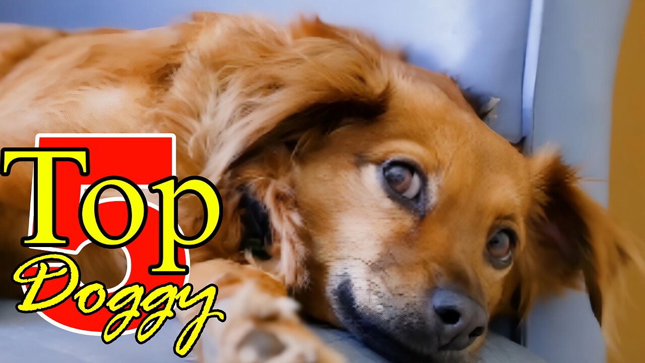 Top 5 cute dogs😱. This dog is very cute😍. Watch my video and enjoy.😎