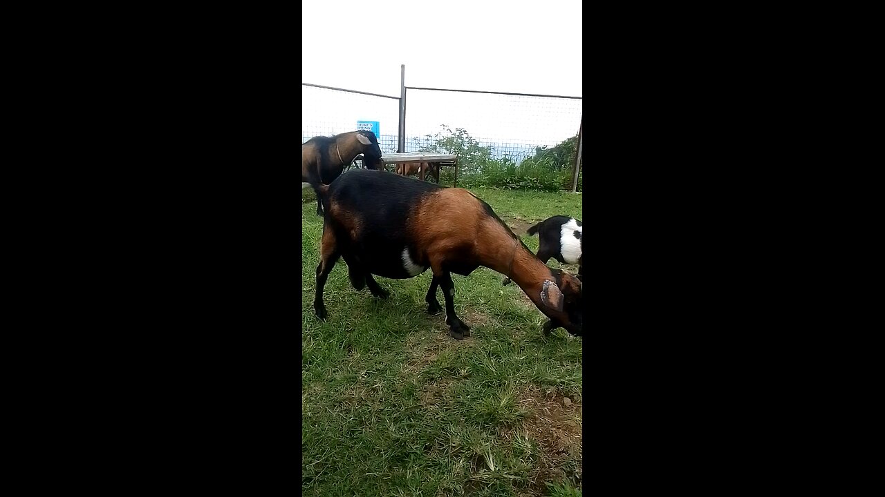 HUNGRY GOATS