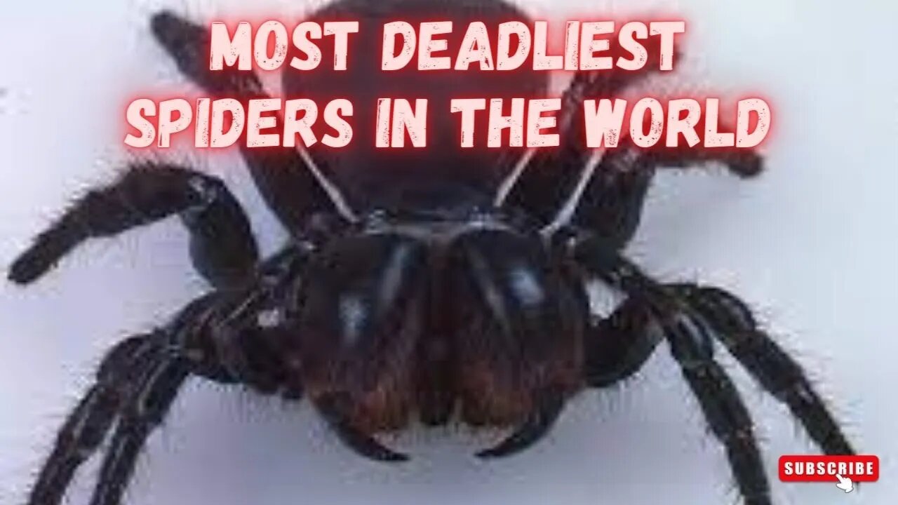 MOST DEADLIEST SPIDERS IN THE WORLD ZOO 2022 - Discovery Channel (Documentary)