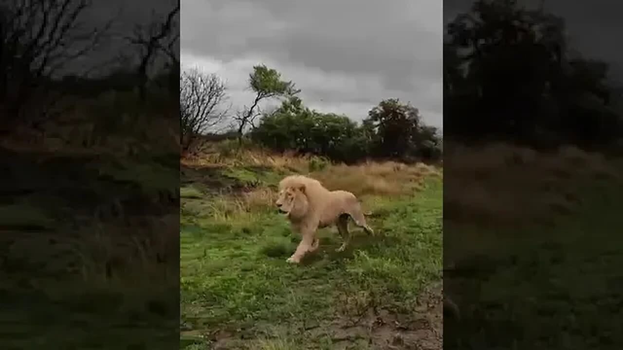 White Lion's FIGHT and ROAR | The Lion Whisperer