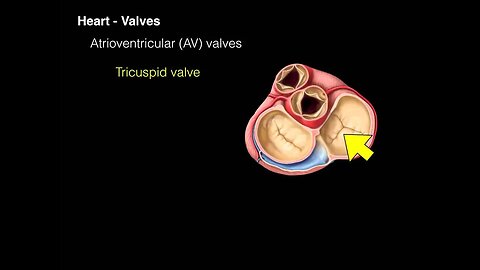 Heart Valves