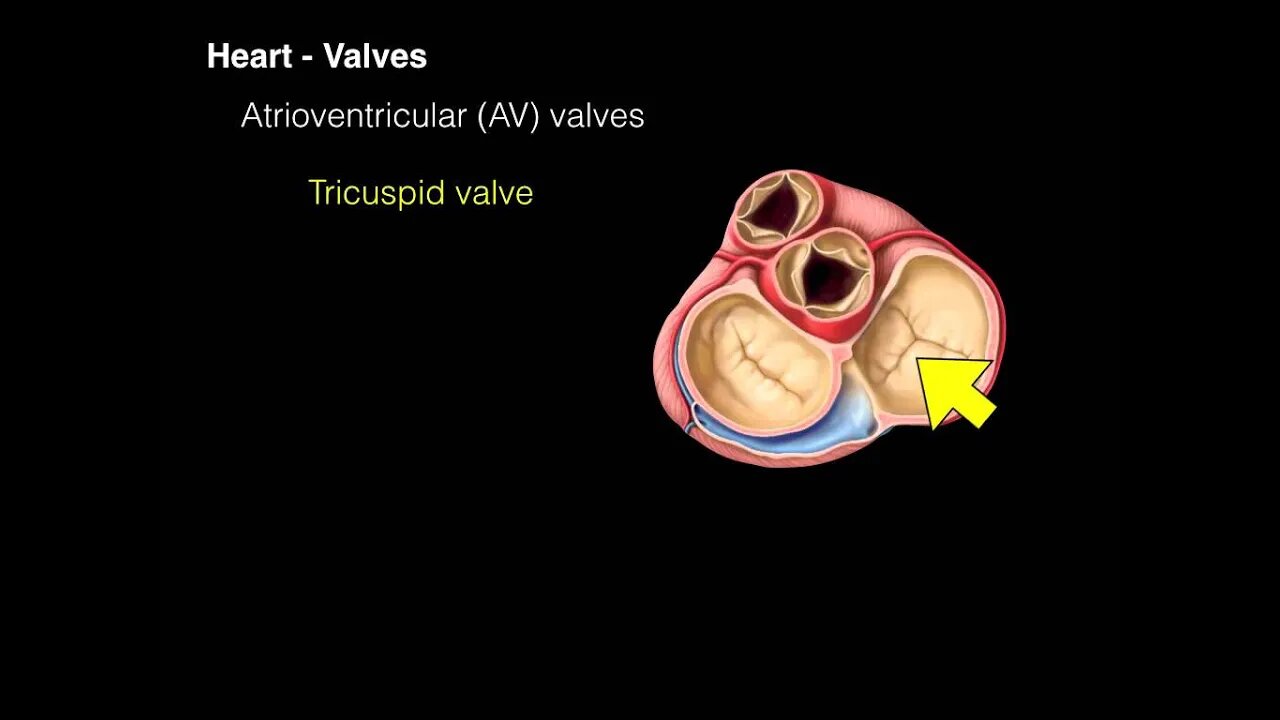 Heart Valves