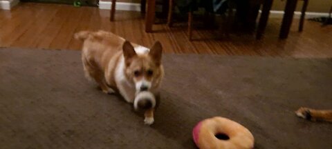 Corgi loves to play