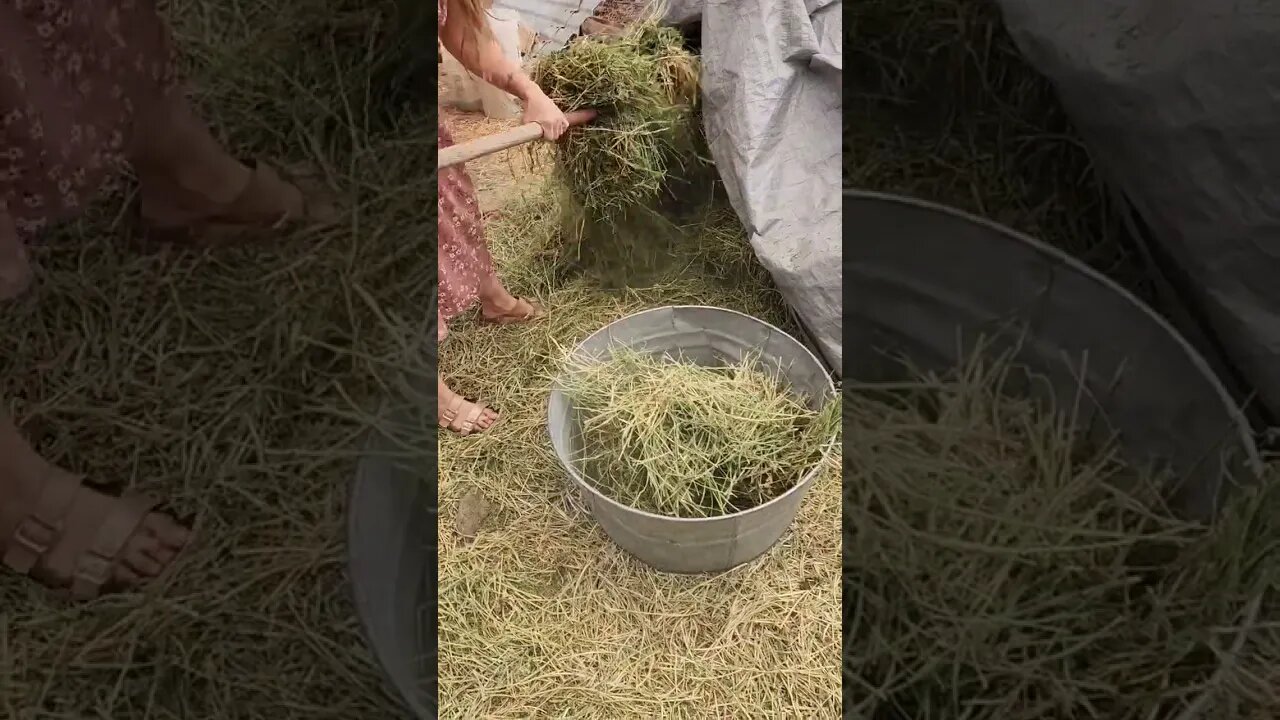 Evening Chores Routine ❤️#homesteader #homesteading #homestead #goats #turkey