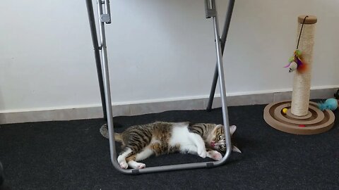 Playful Cat Has Much Energy in Summer