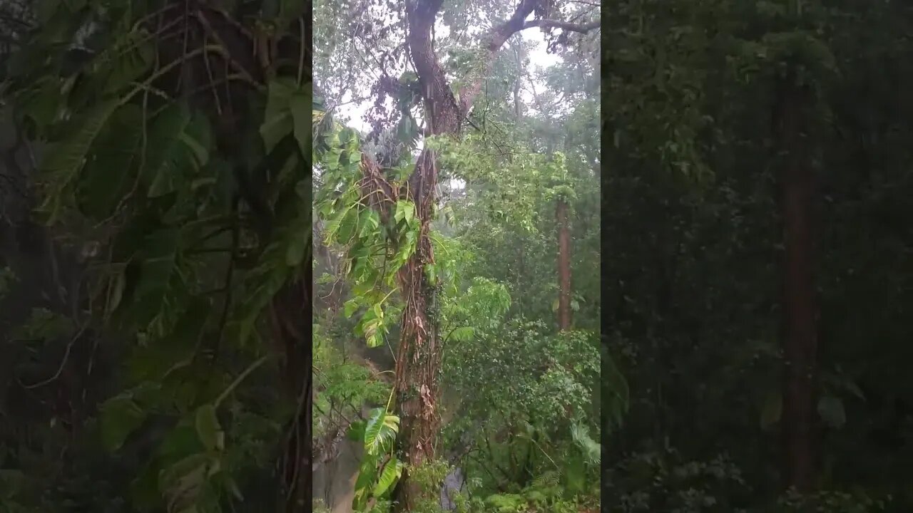 just a Florida midday drizzle