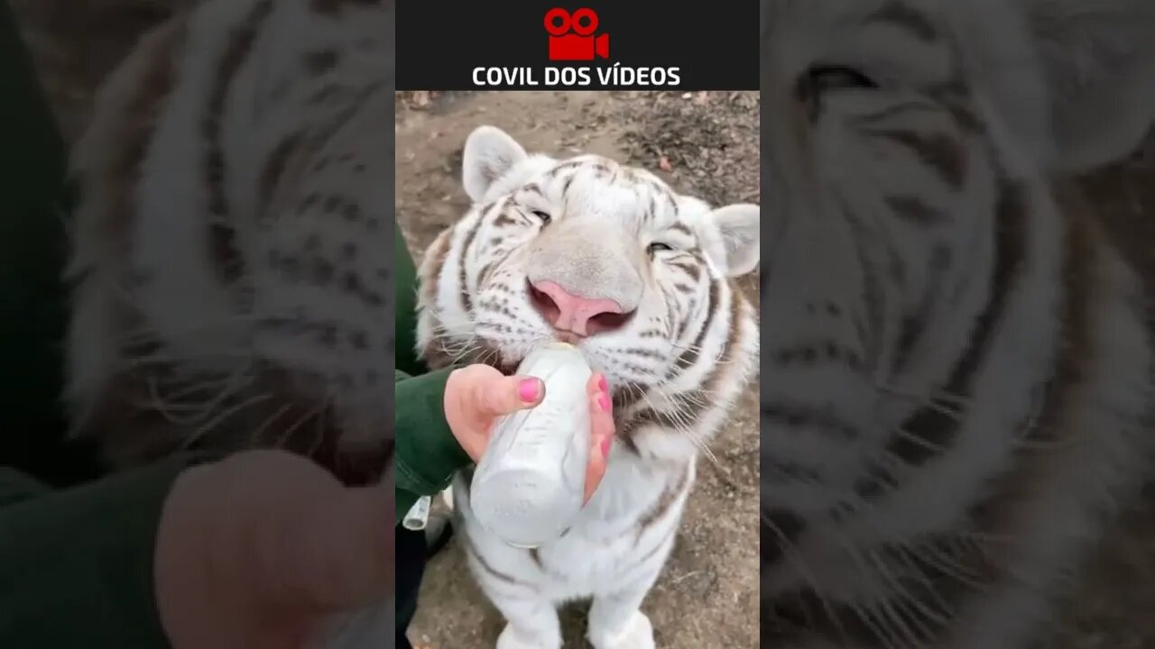 bebê de tigre branco