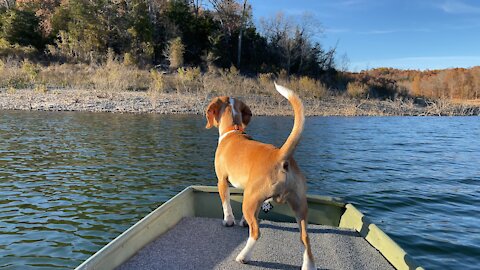 Lemon spotted beagle