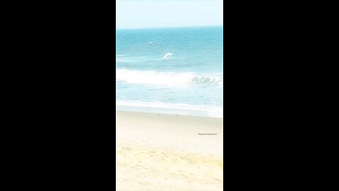 A Seagull flying 🪽 over the ocean looking for food