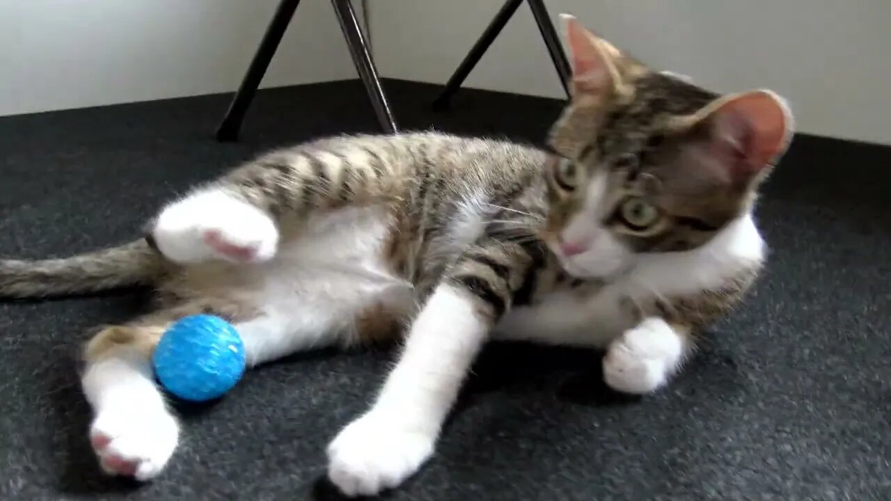 Rudolph the Fur-tunate Kitten Plays Soccer