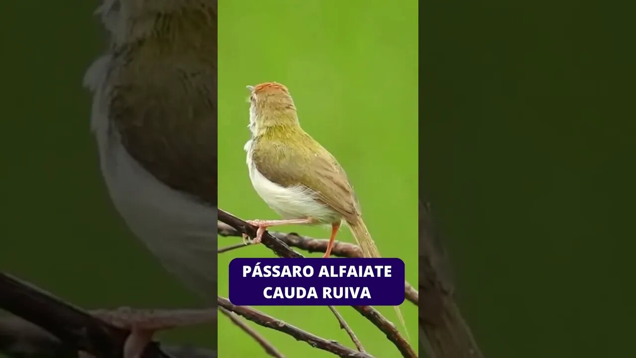 Lindo SOM de Pássaros, Pássaros Cantando na Floresta, Som de Pássaros na Natureza 3