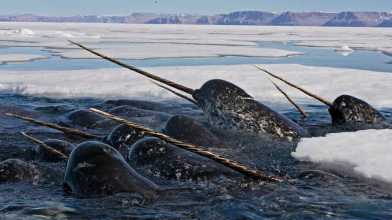 Narwhals Triumph: Off the Risk List!