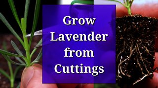 Grow Lavender from Cuttings