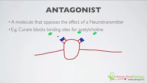 018 Agonists and Antagonists