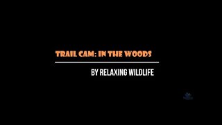 Trail Cam in the Woods: Let's See What We Get!