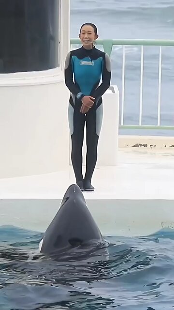 dolphins show i loved this video