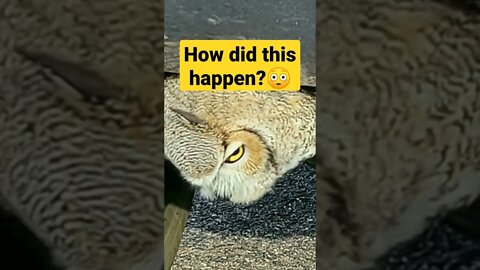 Something ALIVE is Stuck in Your Grille!