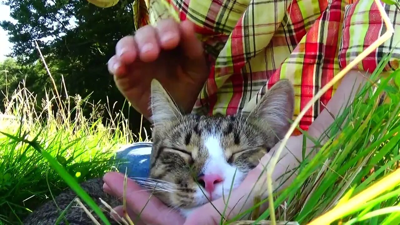 Cute Cat on the Lawn