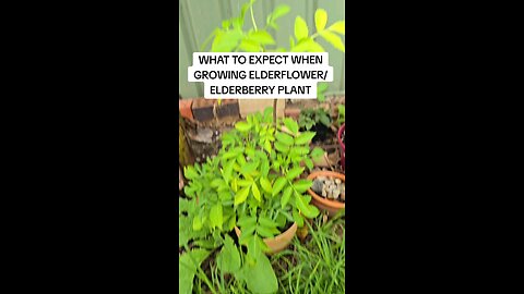 what to expect when growing elderberry