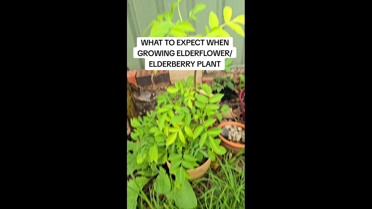 what to expect when growing elderberry