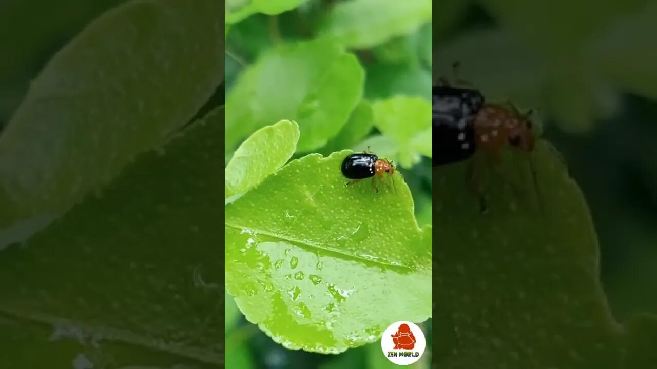 💮 Little Insect Looking For Its Way... #shorts #youtubeshorts #youtubevideos #zen