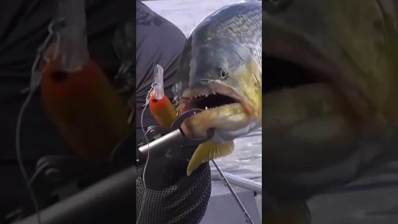 Pescaria de Tucunaré e Dourado em Três Marias MG