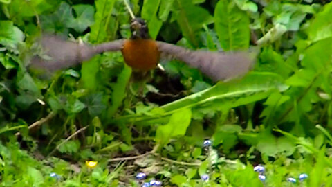 IECV NV #596 - 👀 American Robin🐦In The Backyard Looking For Worms 5-19-2018