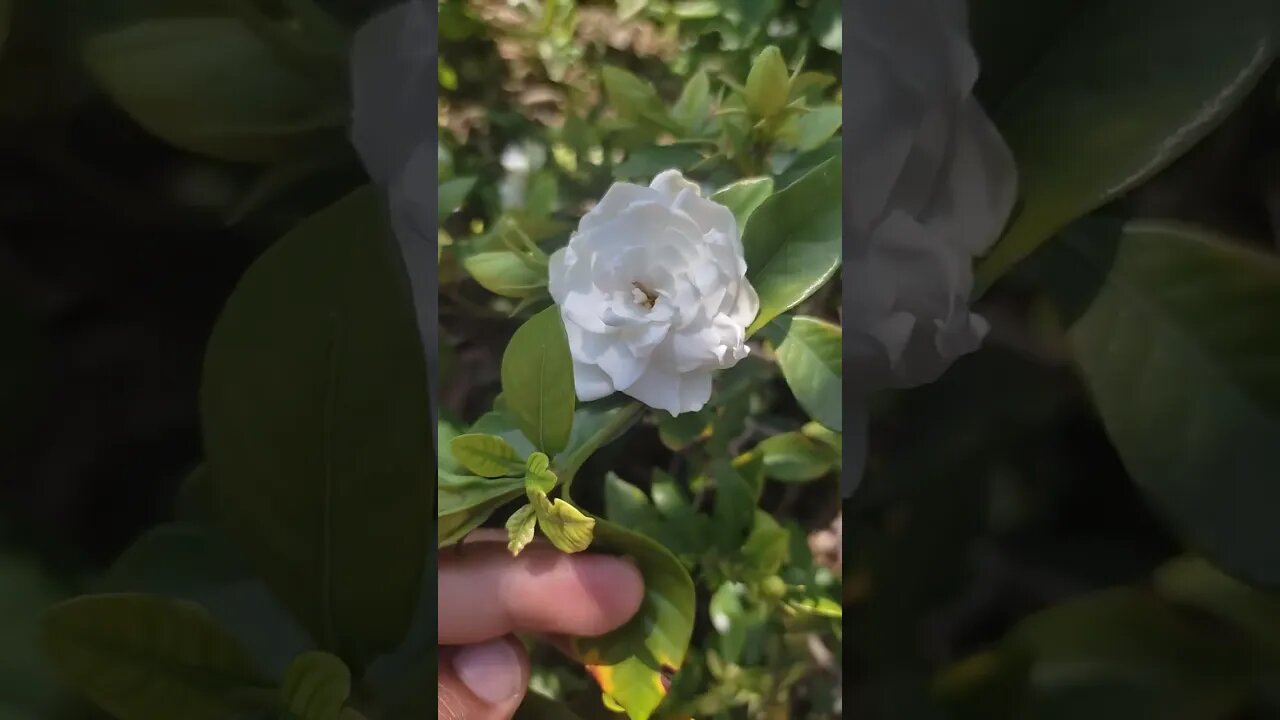 Most Fragrant flowers 🌹🌸🌸🌸🌸🌸🌸