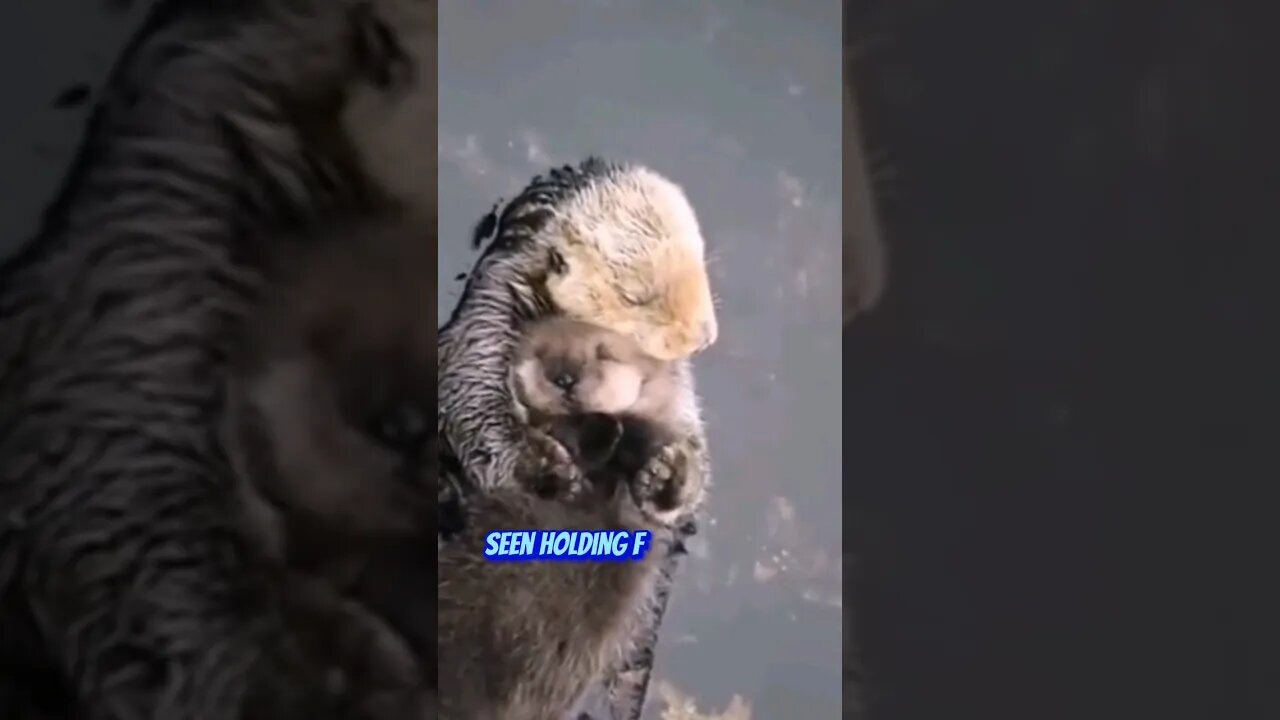 Adorable Sea Otter with baby #zoobox #seaotter are #savage #nonsense #waitwhat