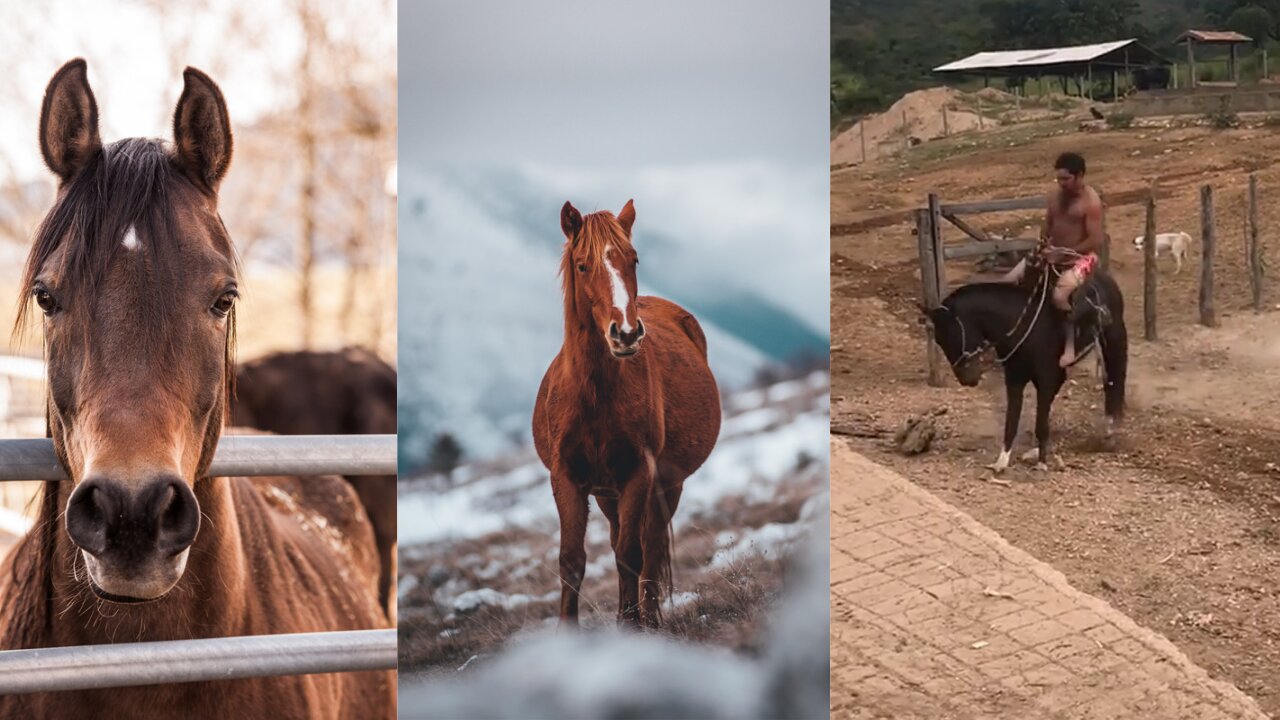 How to control a horse🐴. #rumble #animals