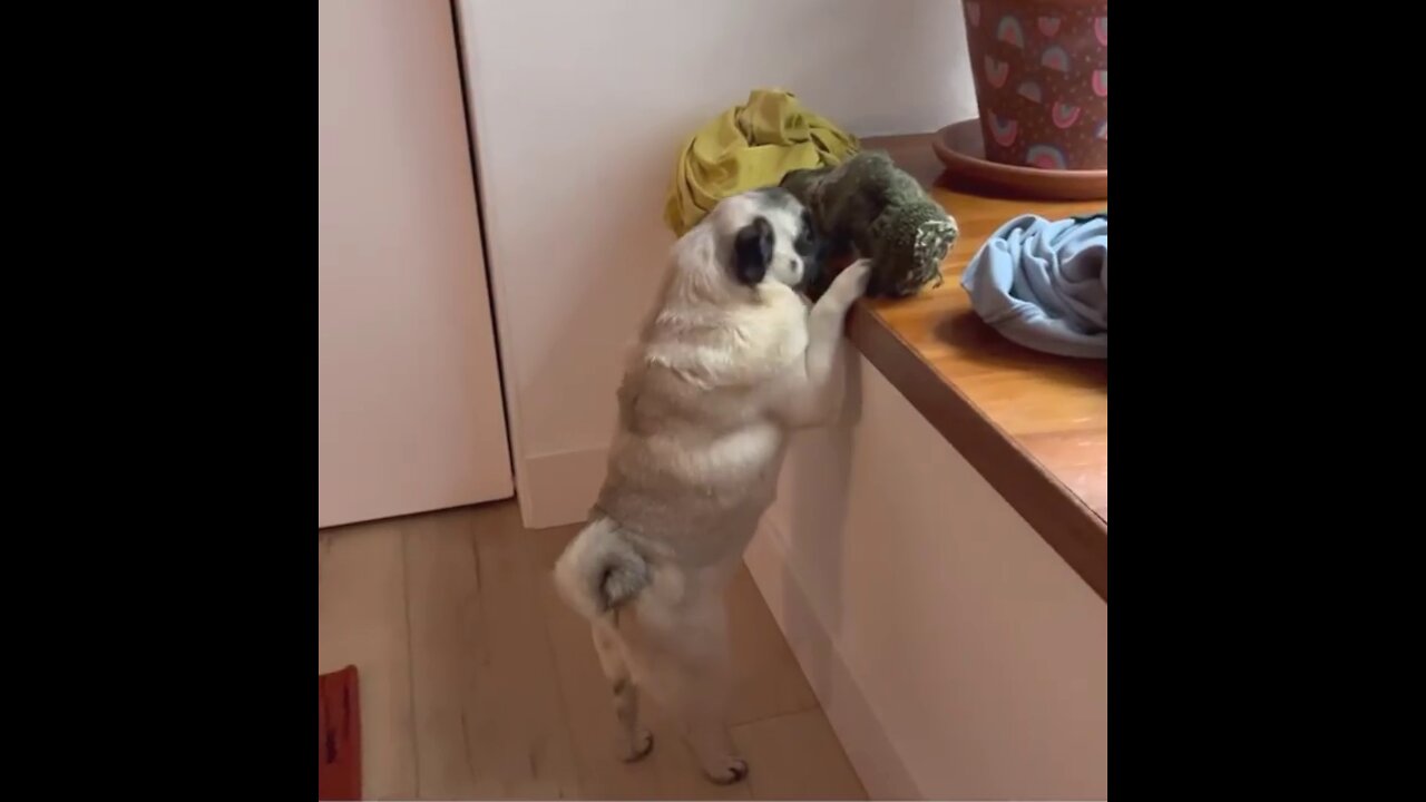 This Pug Is a Professional Thief