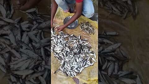 বিলের মাছ #viralvideo #অস্থির #viral #amazing #fish #fishing