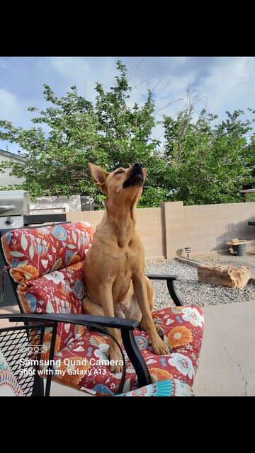 Continuation Koda musical chairs