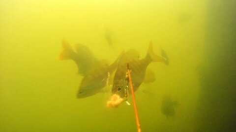 Bream Fishing Underwater Perspective