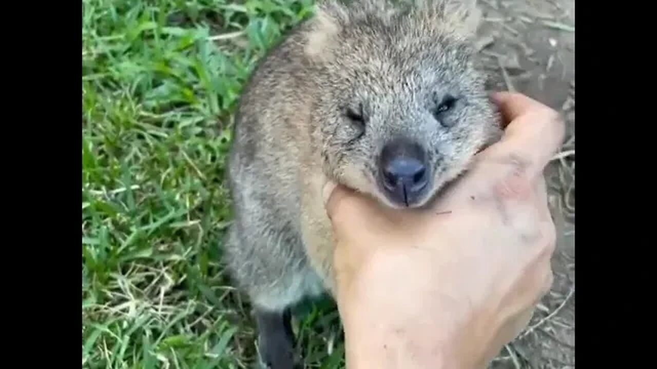 Cute funny Quokka -163